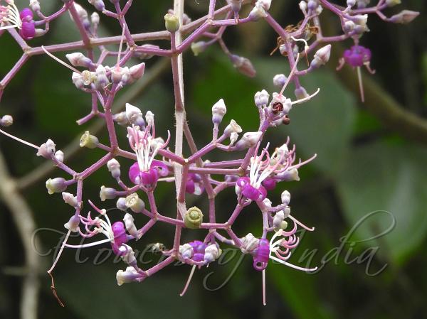 Assam Bristletips